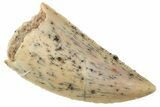 Serrated Raptor Tooth - Real Dinosaur Tooth #357923-1